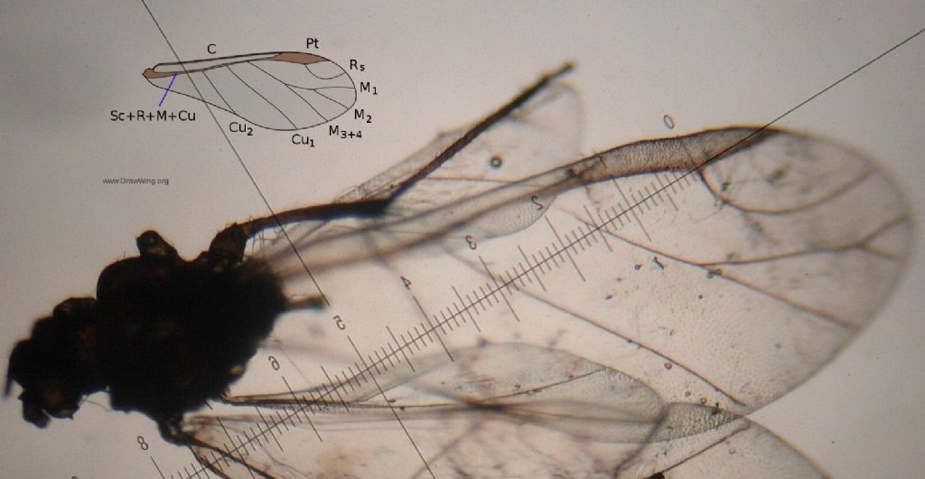 E'' di casa il neodrino (Neodryinus typhlocybae)